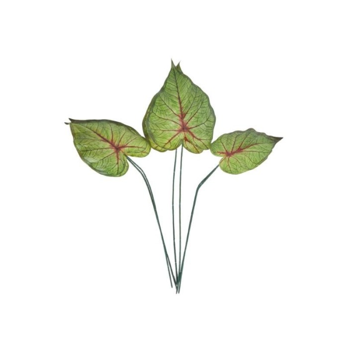 SET 6 FOGLIE CALADIUM 3ASS
